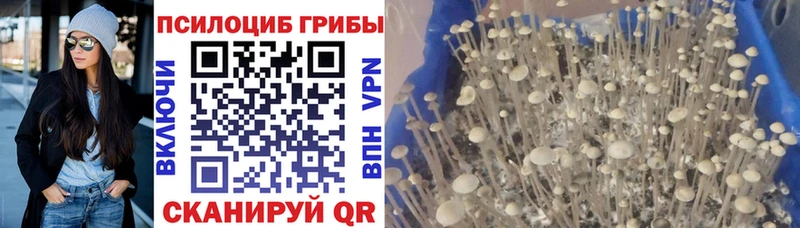 Галлюциногенные грибы Psilocybe  Купить где  Рославль 